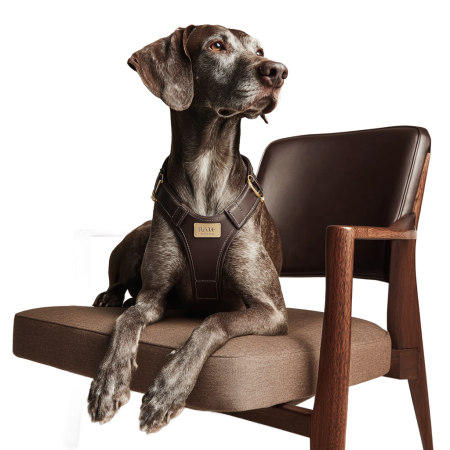 netbt_A_cute_dog_on_a_luxurious_modern_chair_Fabric_upholster_4cbff51e-7f7f-4a07-9f72-9bd2be92130f_3