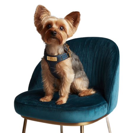 netbt_A_cute_purebred_Yorkshire_Terrier_sitting_elegantly_on__90e64b85-7fbe-478b-ba66-0dd7808ee3d5_3