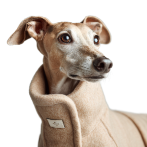 netbt_A_luxury_cashmere_dog_coat_worn_by_a_purebred_dog_tailo_84891c89-b66b-41be-b869-07d224aa9c00_0