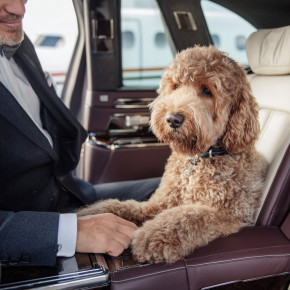 netbt_A_purebred_dog_comfortably_seated_inside_a_luxury_SUV_o_d6f6dd15-8cc0-4701-b338-068cfd8ea6f4_0