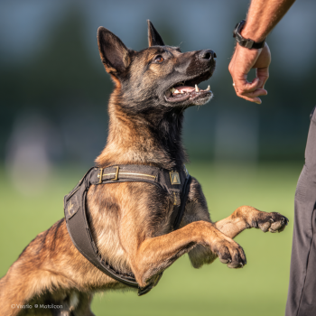 netbt_A_purebred_working_dog_such_as_a_Belgian_Malinois_or_Bo_72e7decf-79ed-4efc-9f35-28245673e17d_2