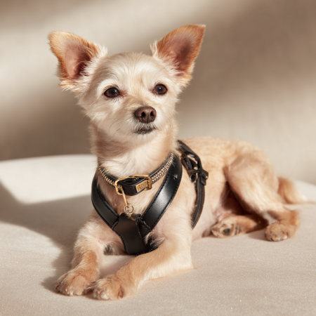 netbt_A_stylish_purebred_small_dog_lounging_gracefully_on_a_s_ff8238a1-fbe0-4e03-92fc-6a63e16fa974_2